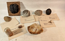uralt Sammlung Fossilien Gestein Haizahn Steinkern Seeigel doryderma Muschel