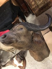 tete de buffle en cape tres belle taxidermie du 20eme S . Brune et noire.140x90