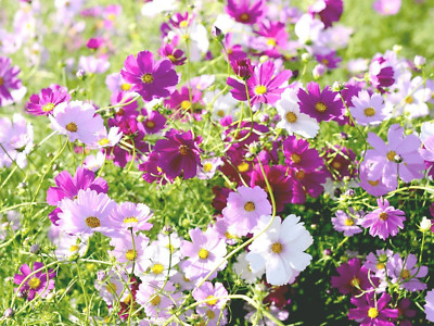 ZWERG Schmuckkörbchen DWARF SENSATION Cosmos bipinnatus KOSMEE COSMEA 1000 Samen