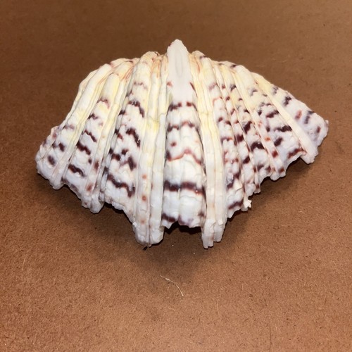 Vintage Bear Claw Seashell With Seashell Toothpicks
