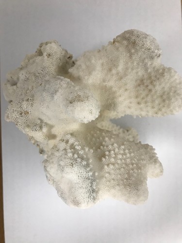Echte Koralle Meereskoralle Sammlerstück Aquarium, Terrarium - Bild 6 von 8