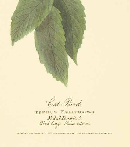 Katze Vogel Turdus Felivox 26 Teller CXXVIII R. Havell Audubon Natur Kunstdruck - Bild 3 von 12