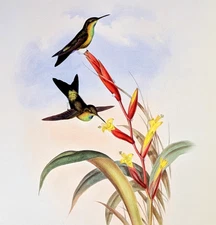 Gould GODIN'S PUFF-LEG Hummingbirds Vintage Bird Art Print Bookplate 277