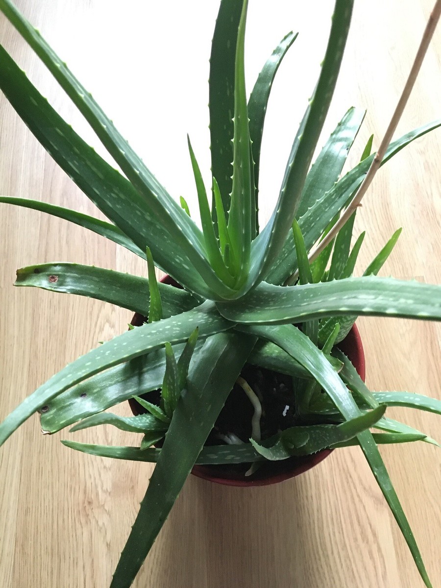 Aloe Vera Plant - Large Live Medicinal Aloe Plant 1 - 2 Year Old
