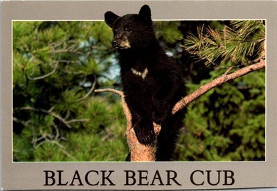 Black Bear Cub in Tree Nature Wildlife Continental Postcard B404