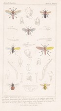 Laphria Flies Fly Mosquitoes Insects Lithograph Cuvier 1836