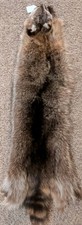 Newly Tanned Wild XLarge Racoon pelts Country Fur Cabin Craft Fur NICE Soft