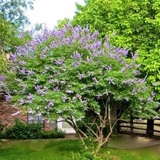 2 Chasteberry Tree / Vitex Agnus-Castus/ Lilac Chastetree  Bare-root