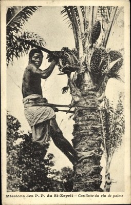 Ak Missions des P. P. du St. Esprit, Ceuillette du vin de palme,... - 4226119