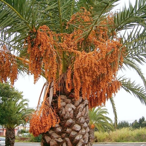 Phoenix Canariensis XL - Palmera Canaria - Planta Viva Grande - Bild 9 von 10