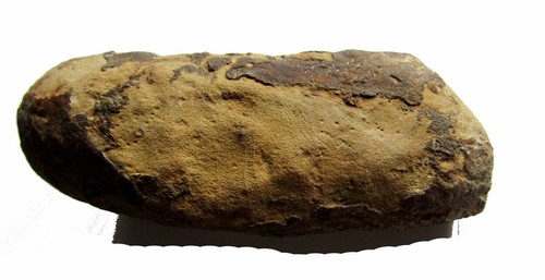 FOSIL DE UNA RAIZ DE PINO MEDITERRANEO - Imagen 7 de 7