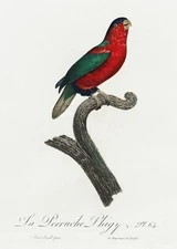 Plate No. 64 Phigy Parrot History of Parrots by Francois Levaillant Repro