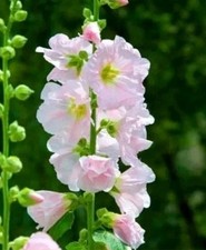 Hollyhock Seeds. Easy To Grow. Perennial. 100 Seeds. Buy 2,