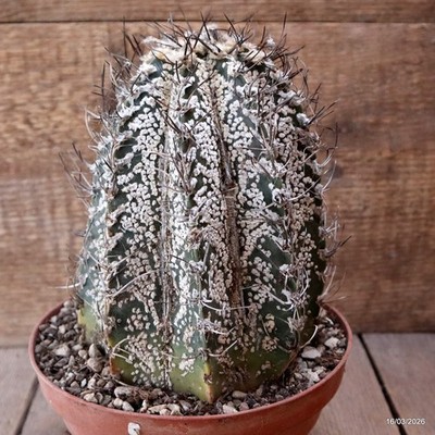 D8056 ASTROPHYTUM CAPRICORNE NIVEUM pot17-H19-W13 cm  MaMa Cactus
