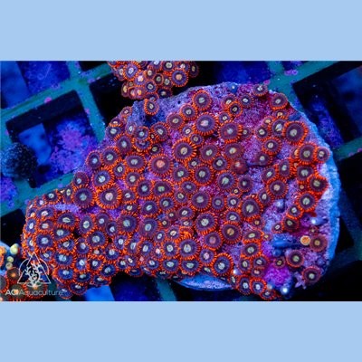 Red Rim Zoa Colony WYSIWYG - SAQ Coral Farm