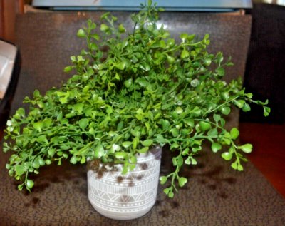variegated money tree 'Milky Way' Variegated Money Tree main image 1
