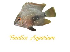 One Uaru Fish Approx 1.5-2 T185
