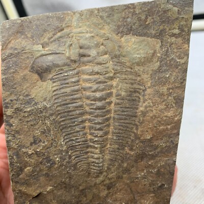 420 grams of exquisite Cambrian trilobite fossil