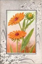 Vintage Postcard Blackeyed Susan Yellow Daisy Flower Artist Signed Reed Pub JV11