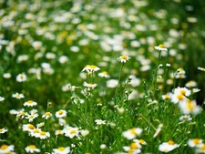 Lawn Chamomile Anthemis nobilis – 5000 Seed – Fragrant Perennial