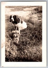 Vtg B&W Snapshot Two Dogs Springer Spaniel Pup Grass Field Outdoors 1940s