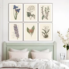 6 UNFRAMED Botanical Prints  REPRO ANTIQUE Style A4 Size - Wall Art Home Decor