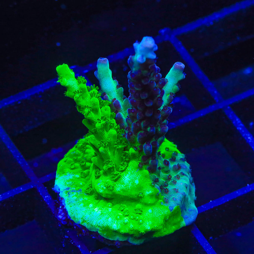 TSA Raspberry Splice Grafted Acropora Coral | eBay