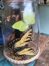 Real Butterfly Entomology Specimens Display i...