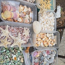 Assorted Collectible Seashells and Starfish Lot - Mixed Types and Colors