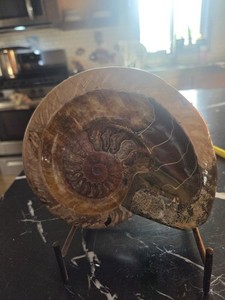 Ammonite X-Large Extinct Shelled Cephalopod Fossil Specimen With Crystalization