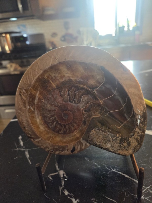 Ammonite X-Large Extinct Shelled Cephalopod Fossil Specimen With Crystalization