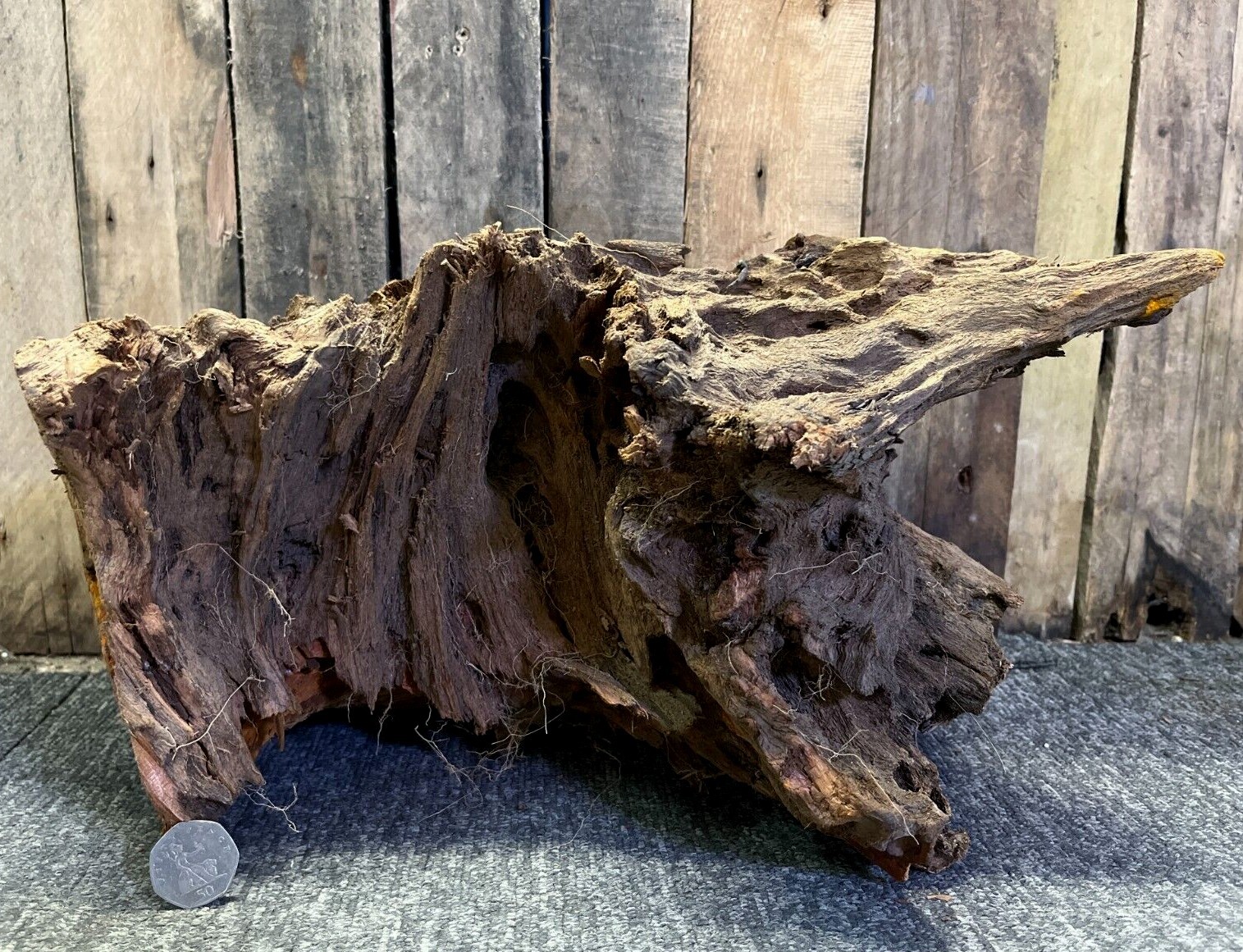 Large Mangrove 4251cm Root Bogwood Driftwood ideal for aquariums