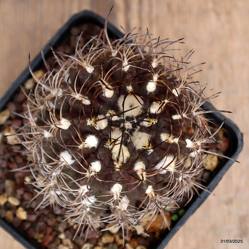 A5703 NEOPORTERIA OCCULTA pot10-H10-W8 cm MaMa Cactus | eBay