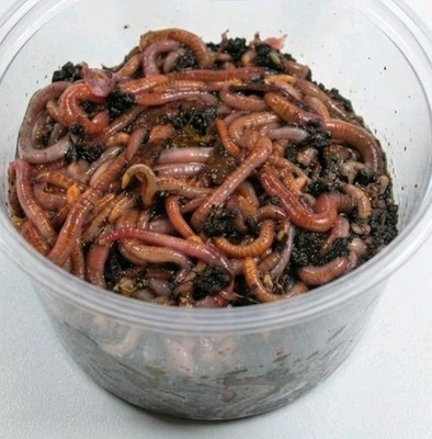 100+ Red Wiggler Worms Live-Healthy and Organic fetidaFREE SHIPPING 