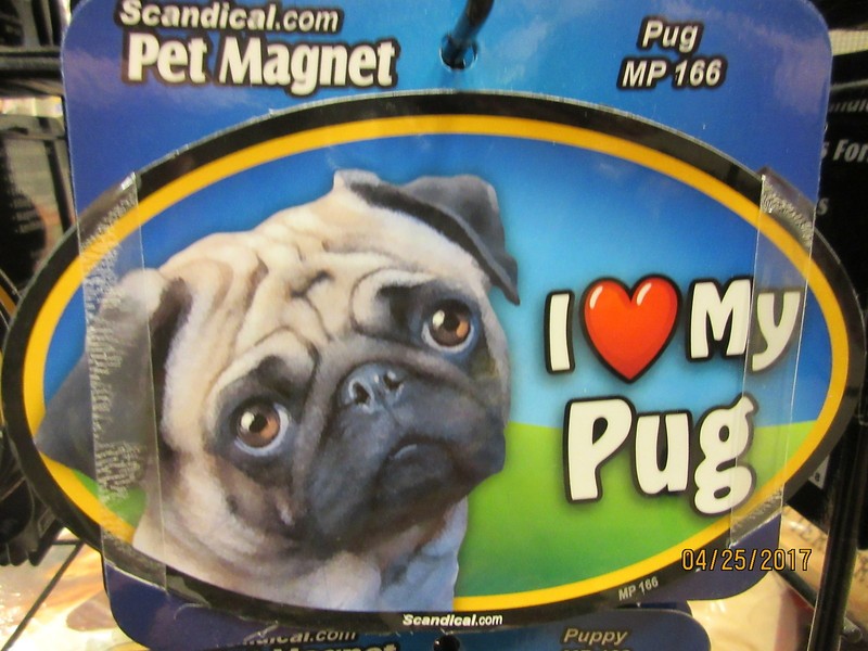 I Love My Pug 6 inch oval magnet for car or anything metal  New