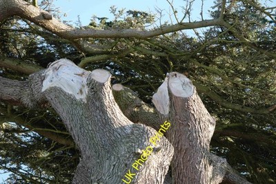 Foto A2 Cedrus libani Schaden Edenham Der Baum gesehen in [[4237515]] Suffe c2015