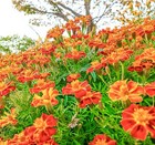 450x French Marigold Naughty Marietta Seeds - Tagetes Patula - Annual