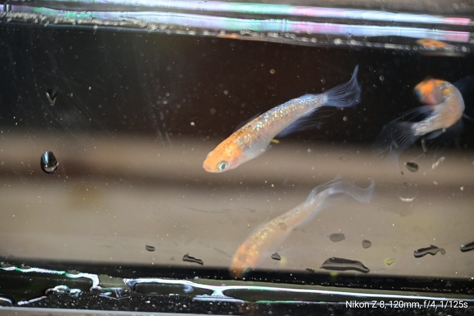 宮桜 Miyazakura Medaka Rice Fish Eggs 10 fertilized eggs + α US Bred eBay