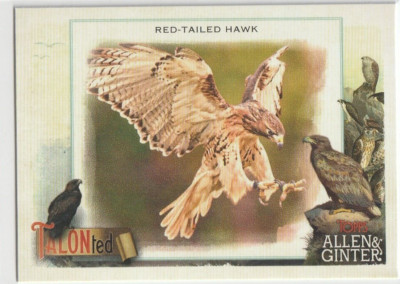 2023 Topps Allen and Ginter Talonted #TT20 Red-tailed Hawk