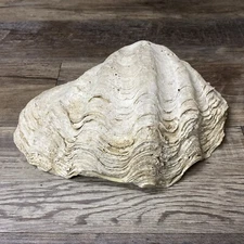Large 14LB Pounds Genuine Giant Clam Shell Real Tridacna Gigas 14 1/2” X 10” X 6