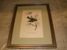 VINTAGE JJ AUDUBON PRINT WOOD PEWEE FLYCATCHER IN FRAME