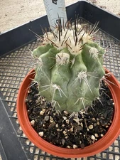 Copiapoa montana Cactus Large !!