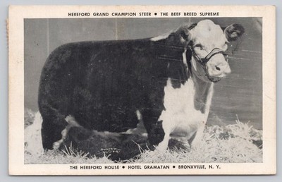 Hereford House Hotel Gramatan Grand Champion Steer 1947 Postcard Bronxville NY