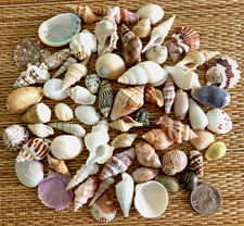 60 MIX OF BEAUTIFUL SMALL SEA SHELLS - Great for crafting
