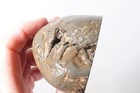 Petrified Washington Teredo Fossil Wood 13.1 oz lapidary end cut rough — photo 4