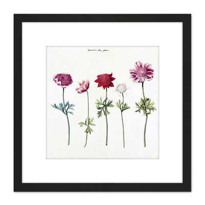Fünf Studien von Anemonen hübsche Blumen Zeichnung quadratisch gerahmte Wandkunst 8 x 8 Zoll