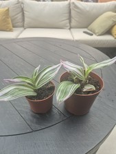 2 х Pink Tradescantia Nanouk Potted Plants - Beautiful Vibrant Easy care🪴 