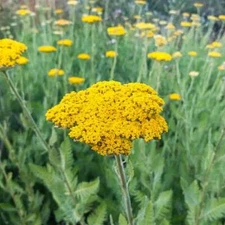 Gold Yarrow Seeds, Butterlies and Hummingbirds, Easy Grow Perennial, FREE SHIP