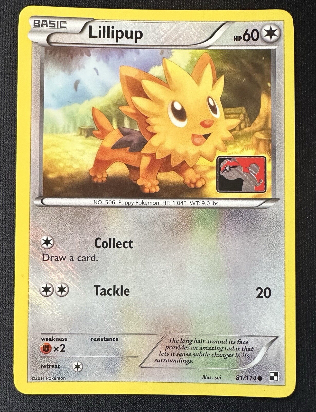 Pokemon TCG - LILLIPUP - Black & White 81/114 Play League Reverse Holo Promo LP