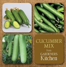 PRE-ORDER Cucumber Plants - 'Mixed Varieties 2' - 3 X 9cm Pot Vegetable Plants.